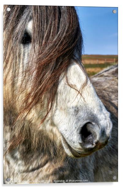 Portrait of a wild horse Acrylic by Gordon Maclaren
