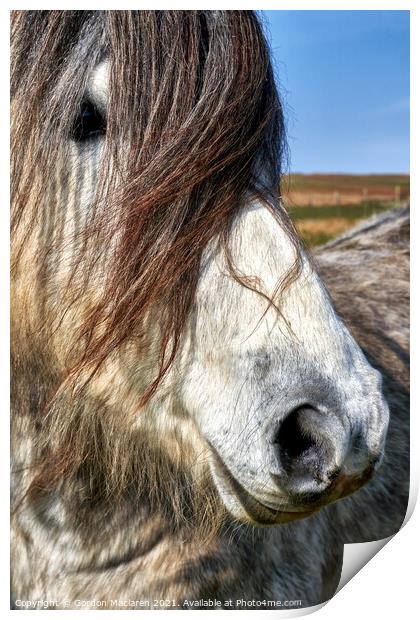 Portrait of a wild horse Print by Gordon Maclaren