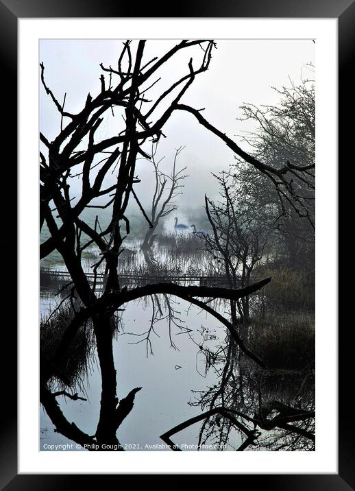 Swans in the mist Framed Mounted Print by Philip Gough