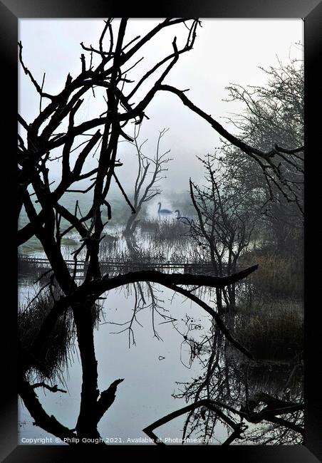 Swans in the mist Framed Print by Philip Gough