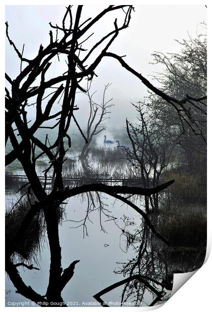 Swans in the mist Print by Philip Gough