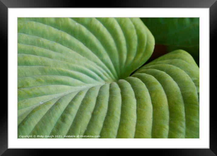 Plant leaf design Framed Mounted Print by Philip Gough