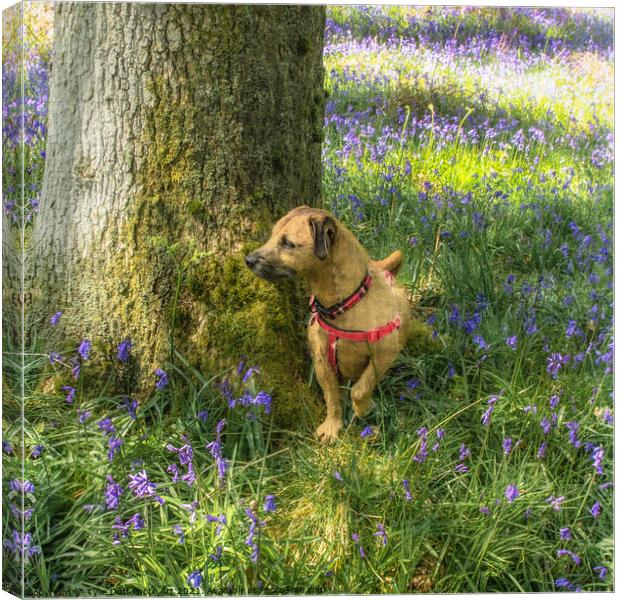 Dog Amongst The Bluebells  Canvas Print by Tylie Duff Photo Art