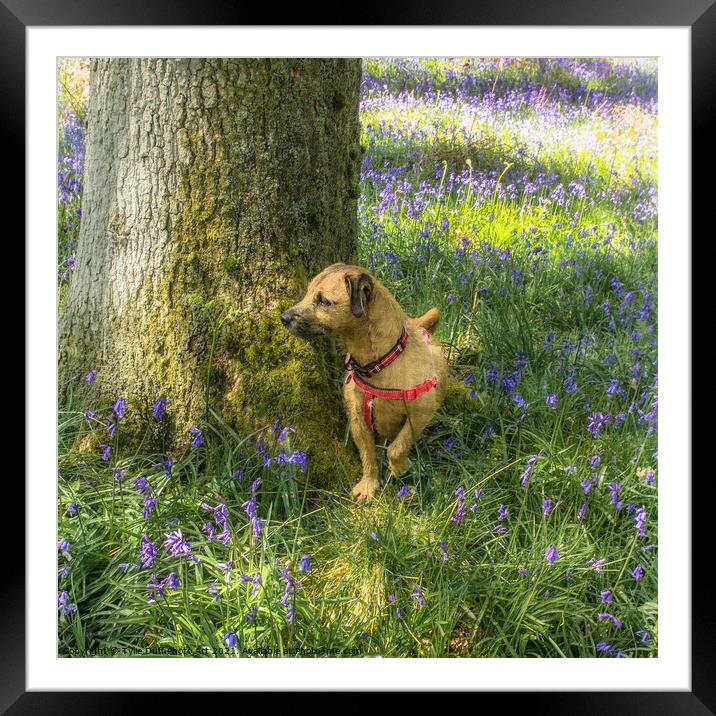 Dog Amongst The Bluebells  Framed Mounted Print by Tylie Duff Photo Art