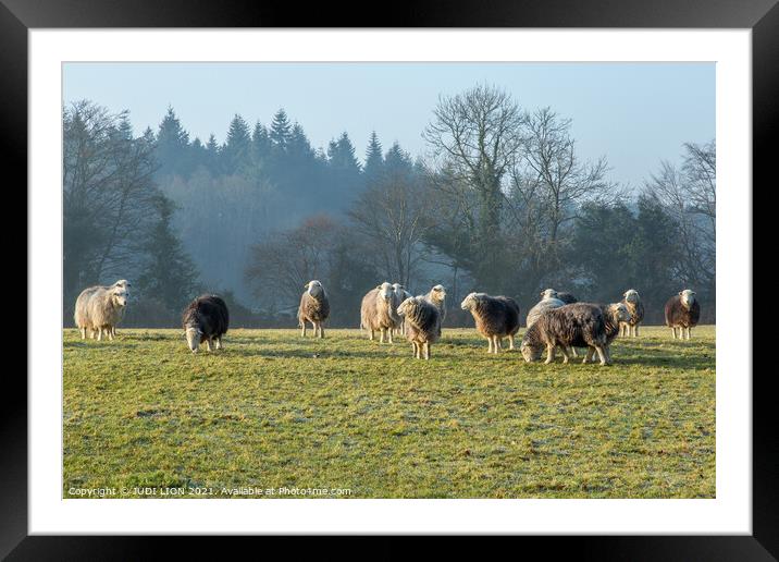 Herdwick Sheep grazing Framed Mounted Print by JUDI LION