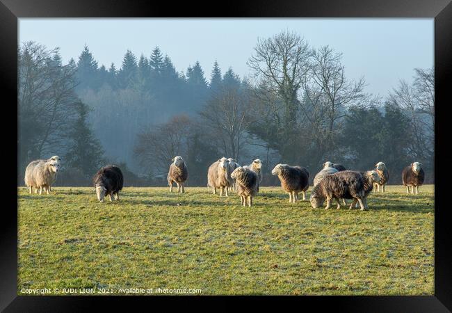 Herdwick Sheep grazing Framed Print by JUDI LION