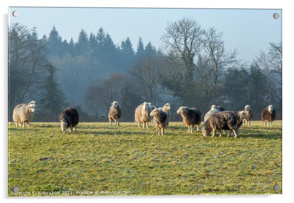 Herdwick Sheep grazing Acrylic by JUDI LION