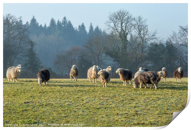 Herdwick Sheep grazing Print by JUDI LION