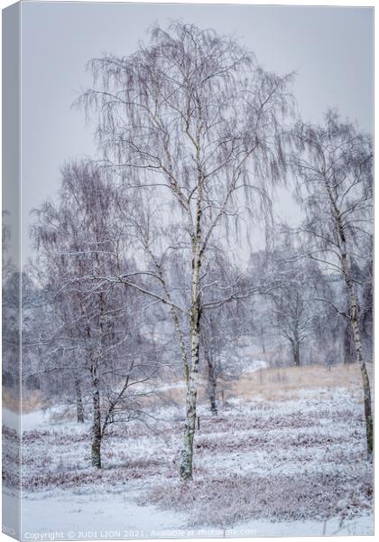 Silver birches in the snow Canvas Print by JUDI LION
