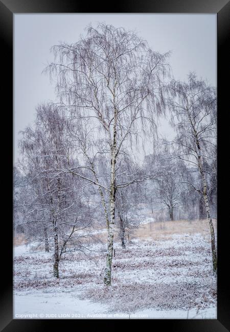 Silver birches in the snow Framed Print by JUDI LION