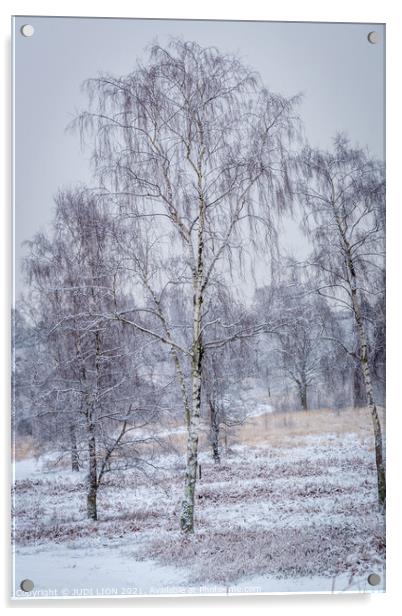 Silver birches in the snow Acrylic by JUDI LION