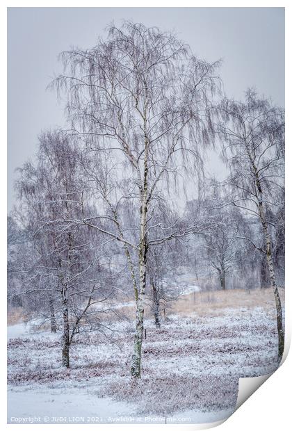 Silver birches in the snow Print by JUDI LION