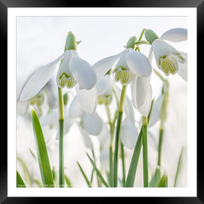 Snowdrops in high key Framed Mounted Print by JUDI LION