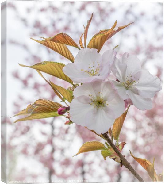 Cherry Blossom Canvas Print by JUDI LION