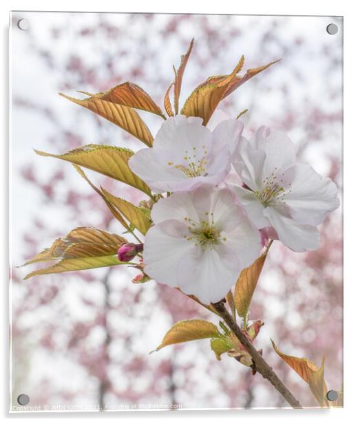 Cherry Blossom Acrylic by JUDI LION