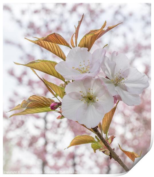 Cherry Blossom Print by JUDI LION