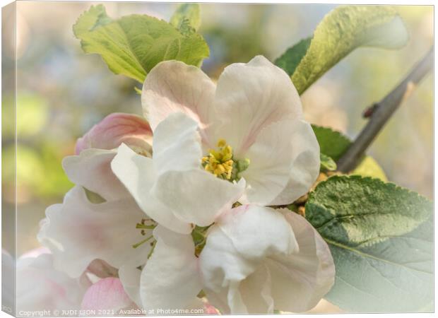 Apple Blossom Canvas Print by JUDI LION