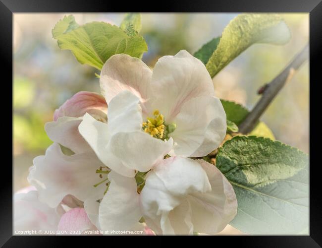 Apple Blossom Framed Print by JUDI LION