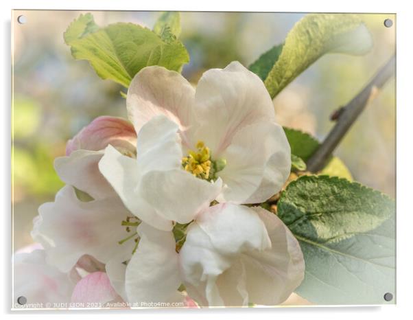 Apple Blossom Acrylic by JUDI LION