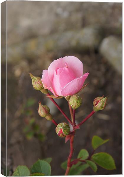 In the Pink Canvas Print by Jacqui Kilcoyne