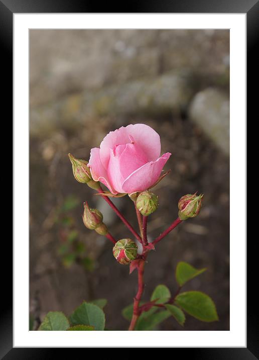 In the Pink Framed Mounted Print by Jacqui Kilcoyne