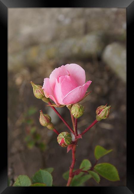 In the Pink Framed Print by Jacqui Kilcoyne