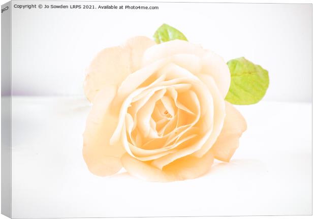 Delicate yellow Rose Canvas Print by Jo Sowden