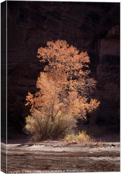 Cottonwood Tree in Autumn Canvas Print by Peter O'Reilly