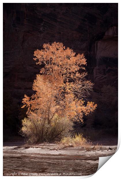 Cottonwood Tree in Autumn Print by Peter O'Reilly