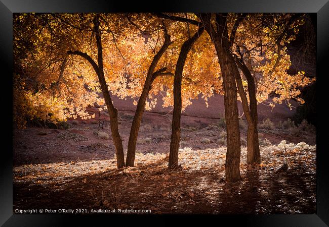 Autumn Splendour #4 Framed Print by Peter O'Reilly