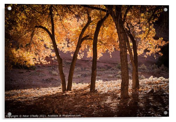 Autumn Splendour #4 Acrylic by Peter O'Reilly