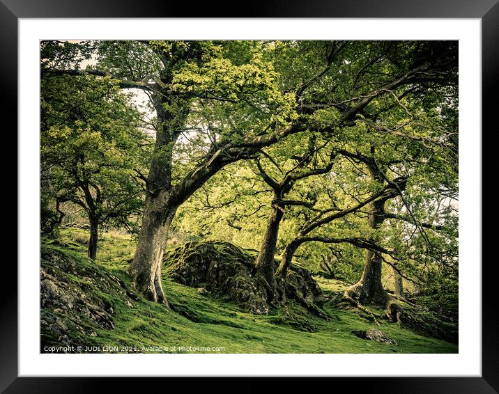 Sheltering trees Framed Mounted Print by JUDI LION
