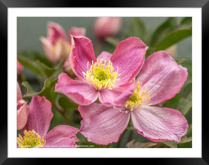 Pink Clematis Flowers Framed Mounted Print by JUDI LION