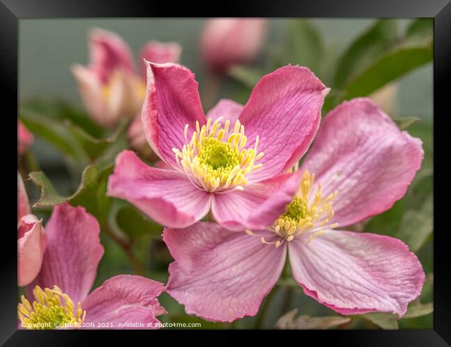 Pink Clematis Flowers Framed Print by JUDI LION