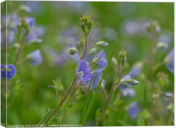 A close up of a Speedwell Canvas Print by JUDI LION