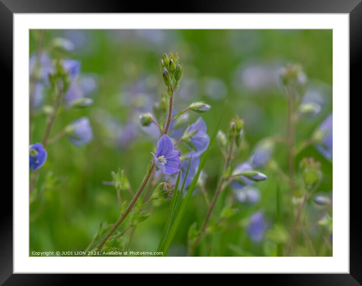 A close up of a Speedwell Framed Mounted Print by JUDI LION