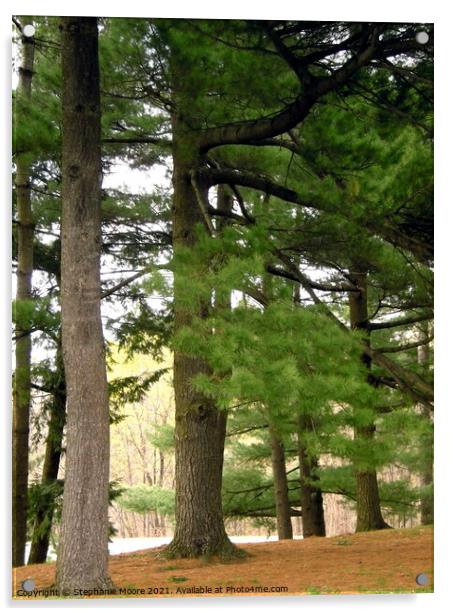 Majestic Pines Acrylic by Stephanie Moore