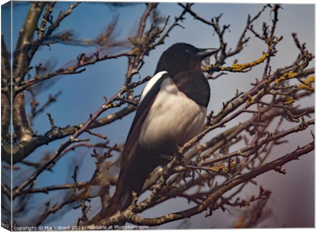 Magpie in a Tree. Canvas Print by Mark Ward
