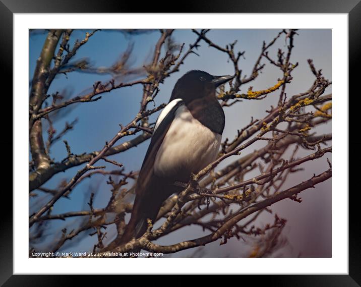 Magpie in a Tree. Framed Mounted Print by Mark Ward