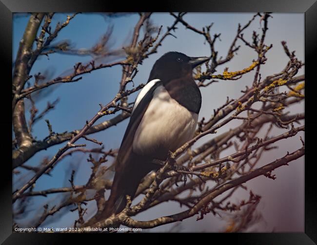 Magpie in a Tree. Framed Print by Mark Ward