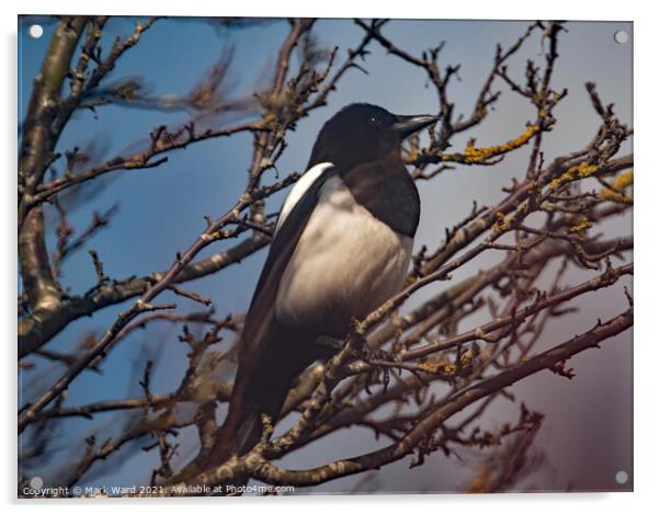 Magpie in a Tree. Acrylic by Mark Ward