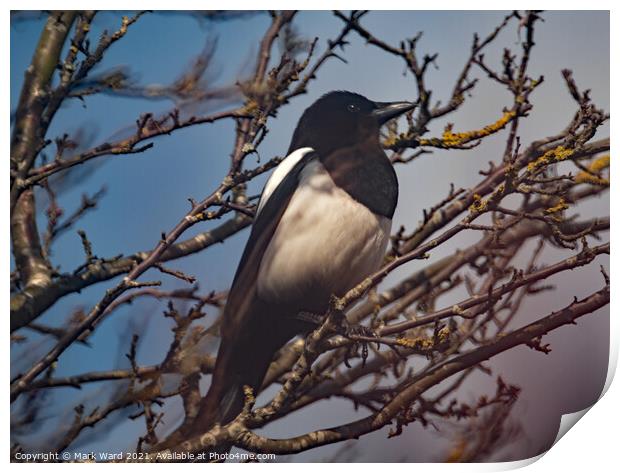 Magpie in a Tree. Print by Mark Ward