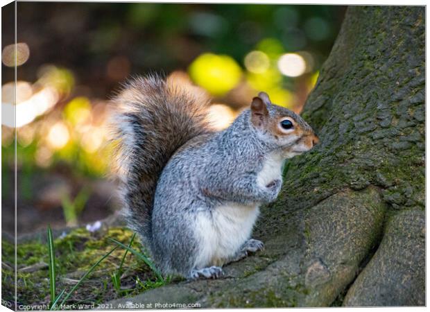 A Squirrel on a Tree Root. Canvas Print by Mark Ward
