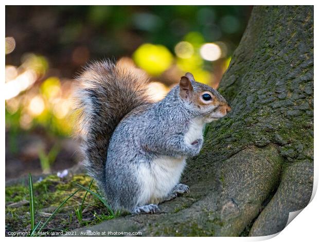 A Squirrel on a Tree Root. Print by Mark Ward