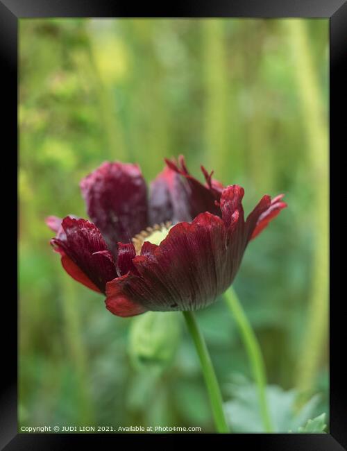 Single red fully poppy Framed Print by JUDI LION