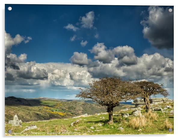 Twisted hawthorn on Dartmoor  Acrylic by JUDI LION