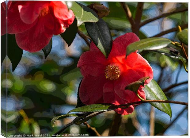 Camelia Blooms. Canvas Print by Mark Ward