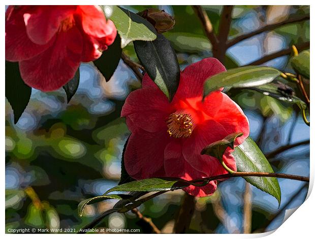 Camelia Blooms. Print by Mark Ward