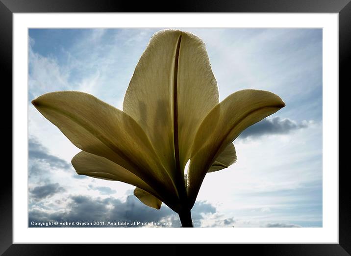 Lilly from underneath Framed Mounted Print by Robert Gipson
