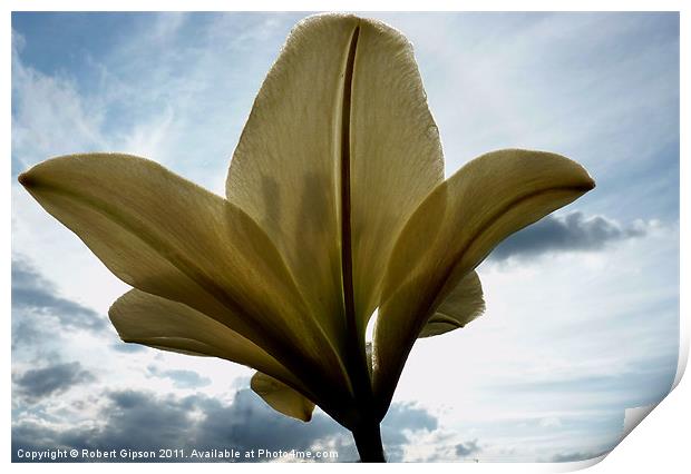 Lilly from underneath Print by Robert Gipson